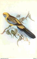 Animaux oiseaux platycercus d'occasion  Fruges