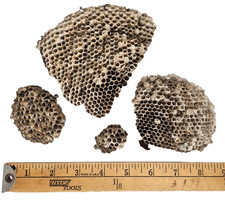 Wasp nest nests for sale  Cedar Park