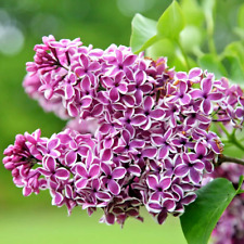 Syringa vulgaris lilac for sale  NORTHWICH