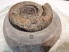 Whitby dactylioceras semicelat for sale  NOTTINGHAM