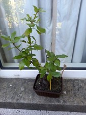 Holm oak holly for sale  LLANELLI