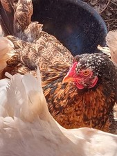 brahma gebraucht kaufen brahma gebraucht kaufen Erkner