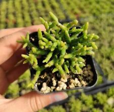 Rhipsalis cereuscula coral for sale  Garden Grove
