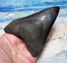 Megalodon shark tooth for sale  Hinesville