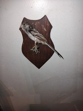 Vintage taxidermy long for sale  BANWELL