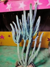 Rare mini blue for sale  Tucson