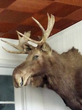 Moose head wall for sale  Porterville