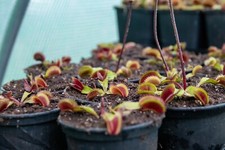Carnivorous plant red for sale  WELLS
