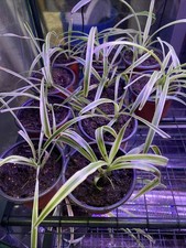 Potted rooted spider for sale  Jewett City