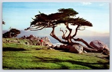Cartão postal CA 17 Mile Drive Cypress and Sea Golf Capital of World Chrome PC N339 comprar usado Cartão postal CA 17 Mile Drive Cypress and Sea Golf Capital of World Chrome PC N339 comprar usado  Enviando para Brazil