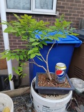 bonsai for sale bonsai for sale DONCASTER