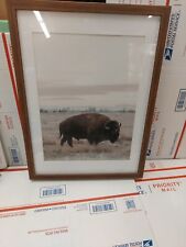 Buffalo animal farm for sale  Richland