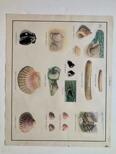 Orig 1950 macmillan for sale  NEWCASTLE UPON TYNE