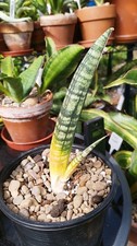 Sansevieria fischeri for sale  GLOUCESTER