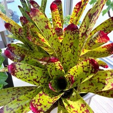 Spectacular neoregelia marmora for sale  San Juan