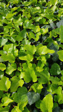 Hedera algeriensis bellecour d'occasion  Mont-près-Chambord