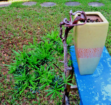 Podocarpus plant exposed for sale  Miami