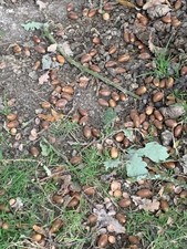 English oak acorns. for sale  OSWESTRY