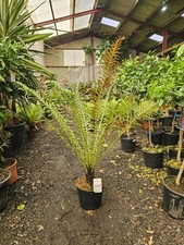 Blechnum brasiliense volcano for sale  CLITHEROE