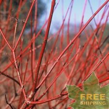 Silky dogwood cornus for sale  Jacksonville