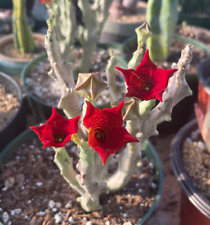 Caralluma socotrana huernia for sale  Miami