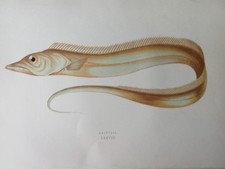 Litografia antica fine usato Litografia antica fine usato  Roma