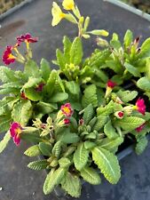 Polyanthus mixed colours for sale  GLOUCESTER
