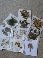 Pressed dried flower for sale  HORSHAM