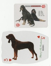 Black tan coonhound for sale  COLEFORD