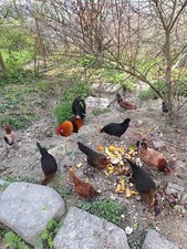 Uova fertili galline usato  Roascio
