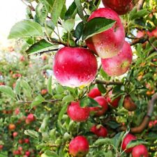 Pink lady apple for sale  Mcminnville