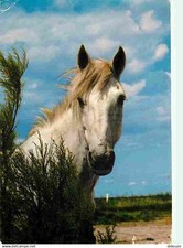 Animaux chevaux cheval d'occasion  Fruges