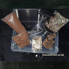 Insectsdirect giant african for sale  TONBRIDGE