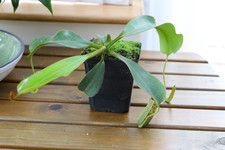 Nepenthes burbidgeae veitchii for sale  SOUTHAMPTON