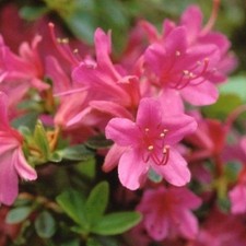 Azalea japonica amonea d'occasion  Pouzauges