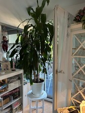 Palme drachenbaum 180cm gebraucht kaufen  Weiterstadt