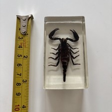 Real forest scorpion for sale  SHEFFIELD
