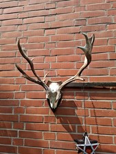 Abnormes damhirschgeweih gebraucht kaufen  Schwarmstedt
