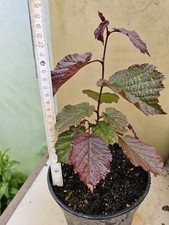 Purple hazel tree for sale  FORRES