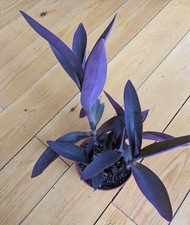 Tradescantia pallida purple for sale  WELWYN