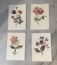 Original antique botanical for sale  WELWYN