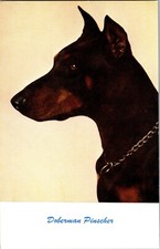 Doberman pinscher dog d'occasion  Expédié en Belgium