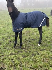 Gallop trojan foal for sale  LEEDS