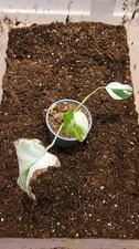 Rooted beautiful monstera gebraucht kaufen  München
