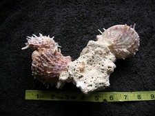 spondylus for sale  Lincoln City