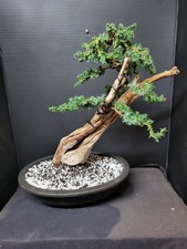Tanuki needle juniper for sale Tanuki needle juniper for sale  EASTBOURNE
