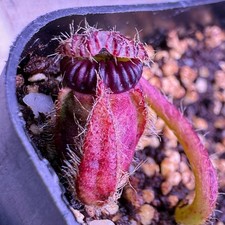 Cephalotus follicularis austra for sale  Portland