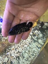 Bumble bee oscar for sale  Midland
