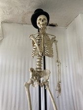 Skeleton human skeletal for sale  GRIMSBY