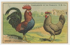 Prize leghorns rooster for sale  Mount Laurel